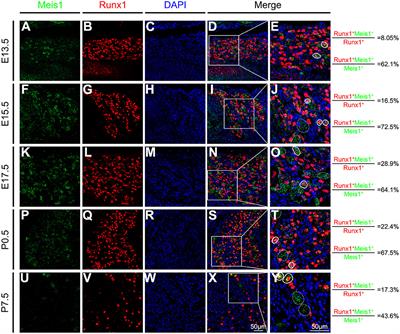 Meis1 Regulates Nociceptor Development and Behavioral Response to Tactile Stimuli